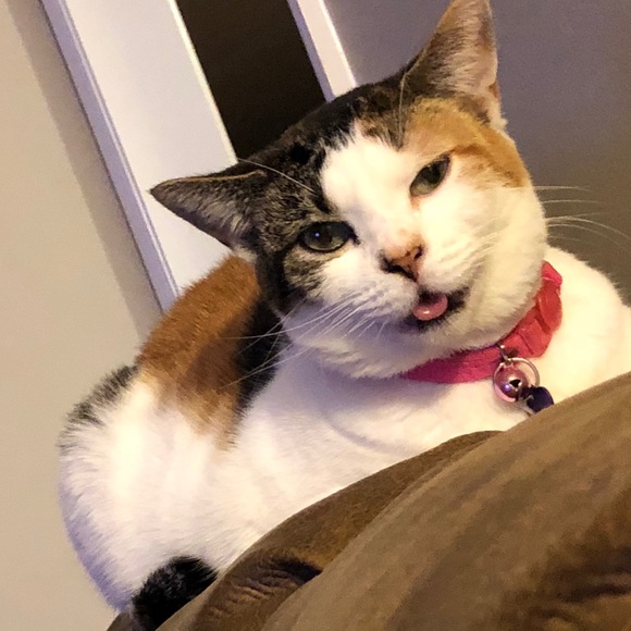 Meet your Posher, Laurie - Picture 2 of 8